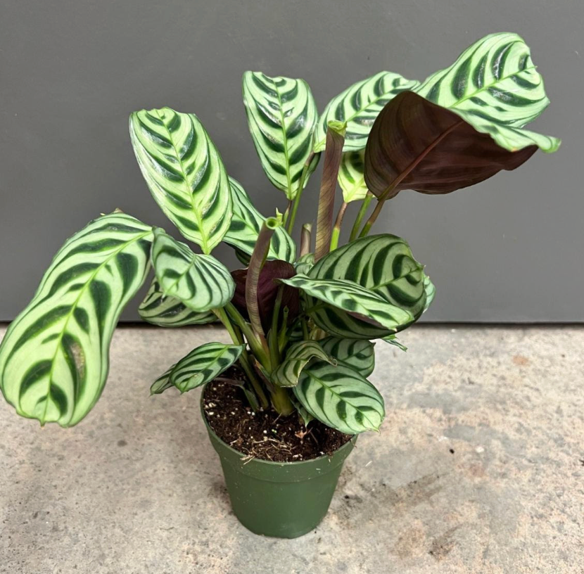 Ctenanthe (Calathea) 'Burle Marxii'