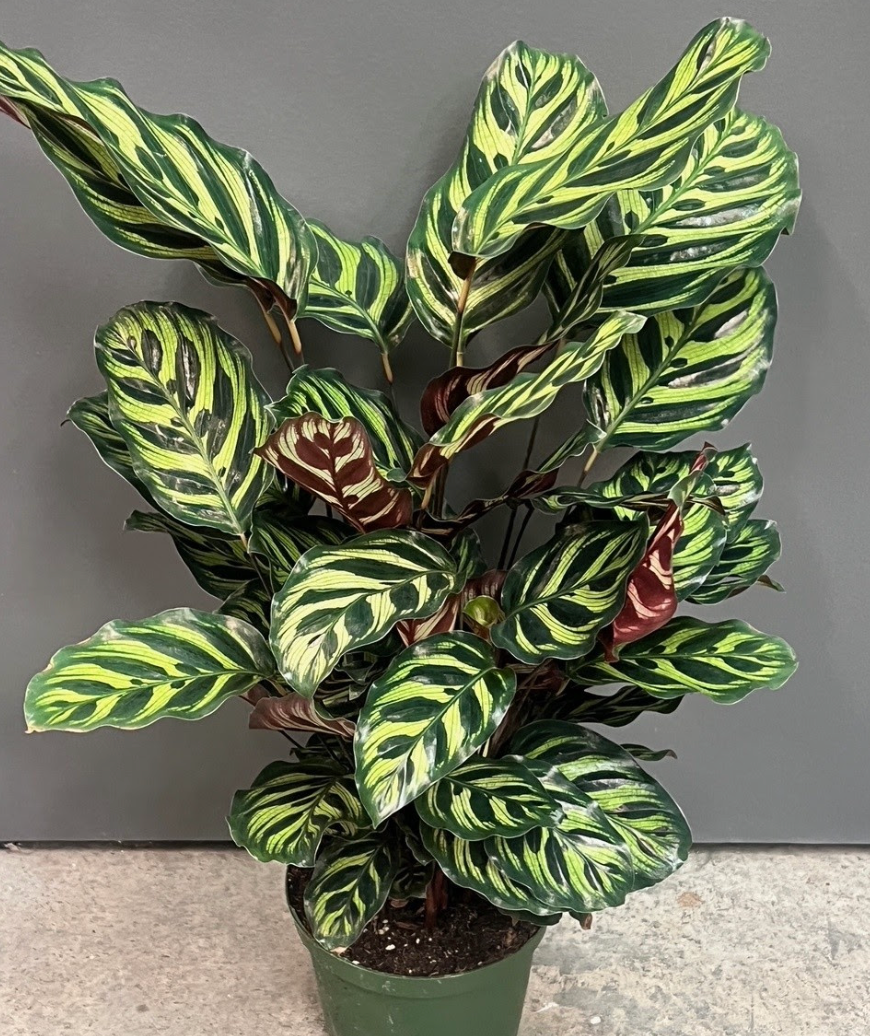 Calathea makoyana