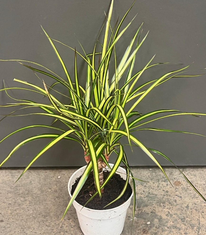 Dracaena marginata 'Sun Ray'