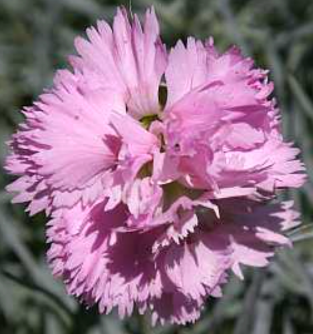 Dianthus gloriosa
