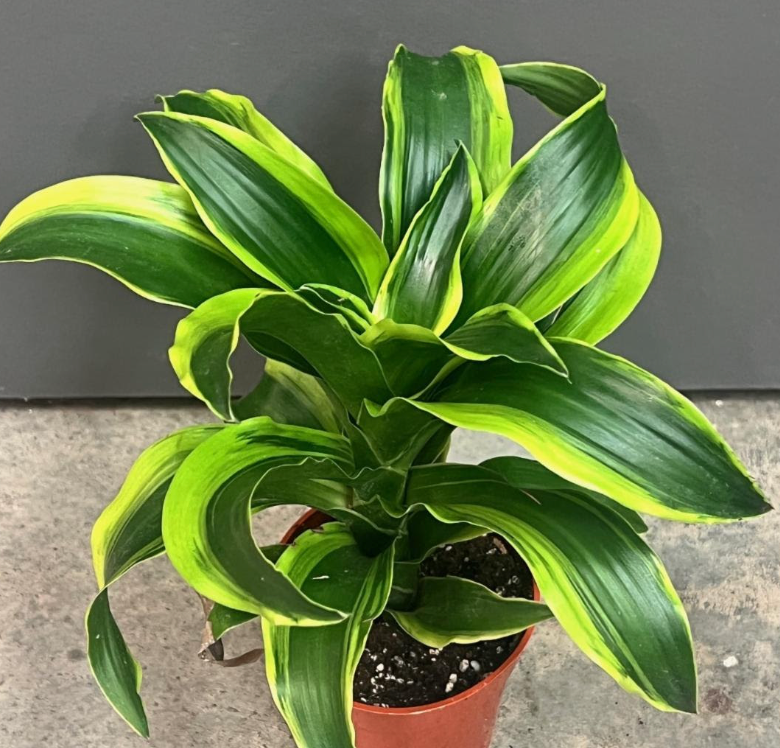 short dracaena Dracaena fragrans 'Tornado'