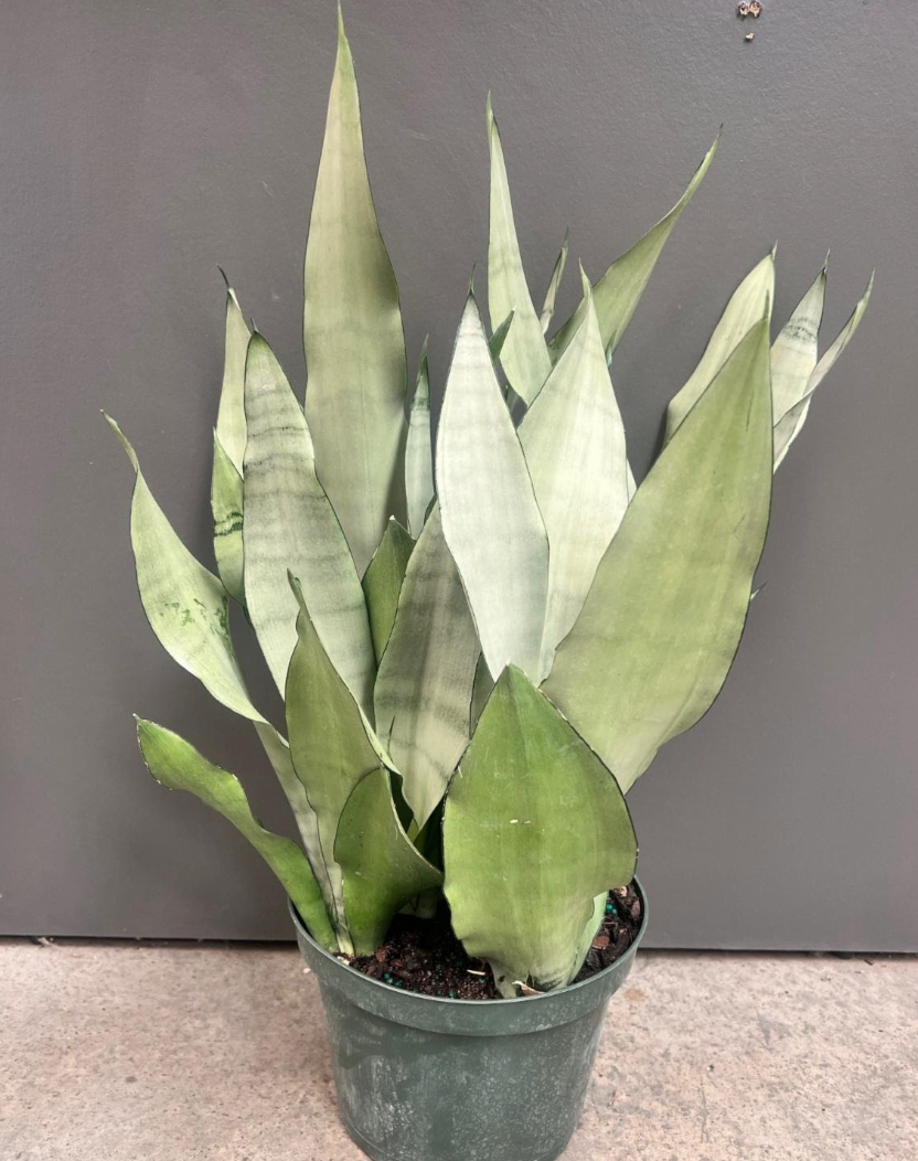 sansevieria trifasciata moonshine Sansevieria trifasciata 'Moonshine"