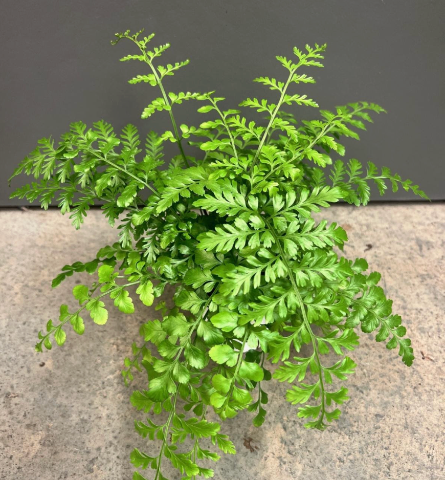 austral gem bird's nest fern Asplenium 'Austral Gem' – Heron's Head Nursery