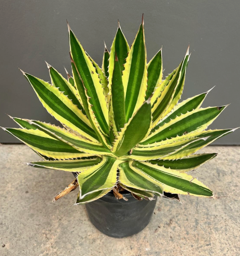 Agave lophantha 'Quadricolor'
