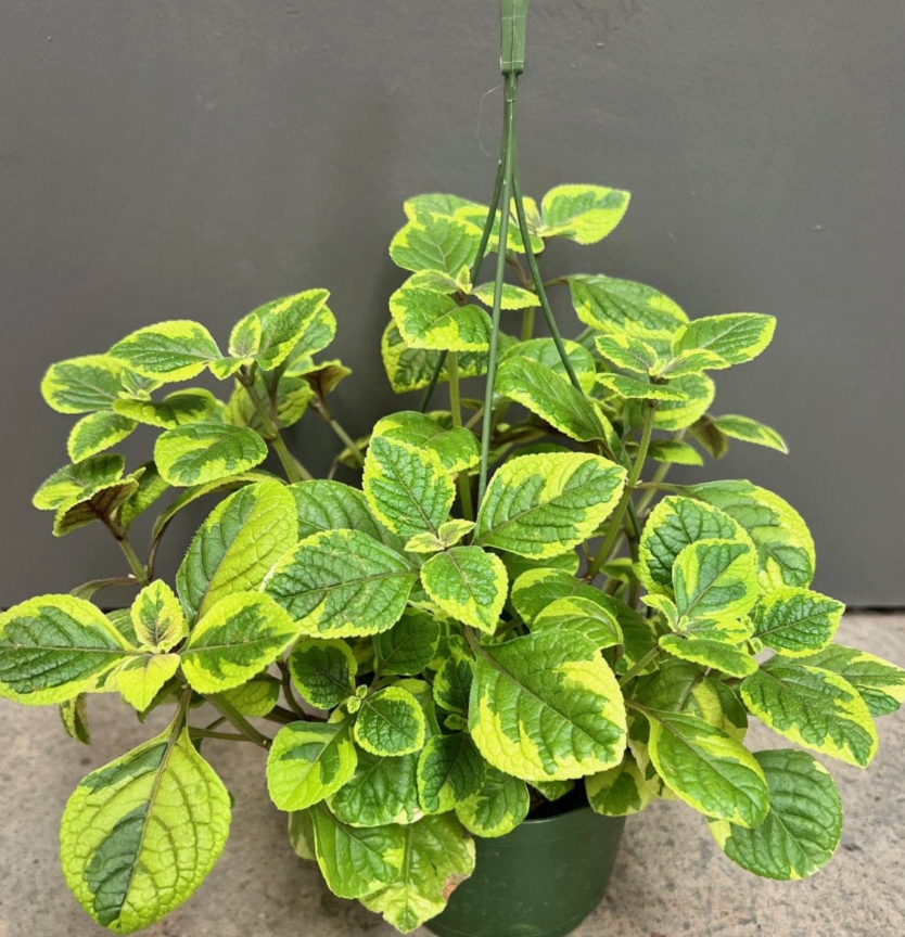 Plectranthus 'Guacamole'