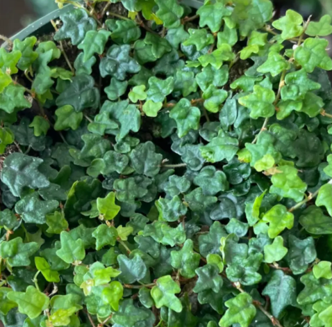Ficus pumila 'Quercifolia', 'String of Frogs'