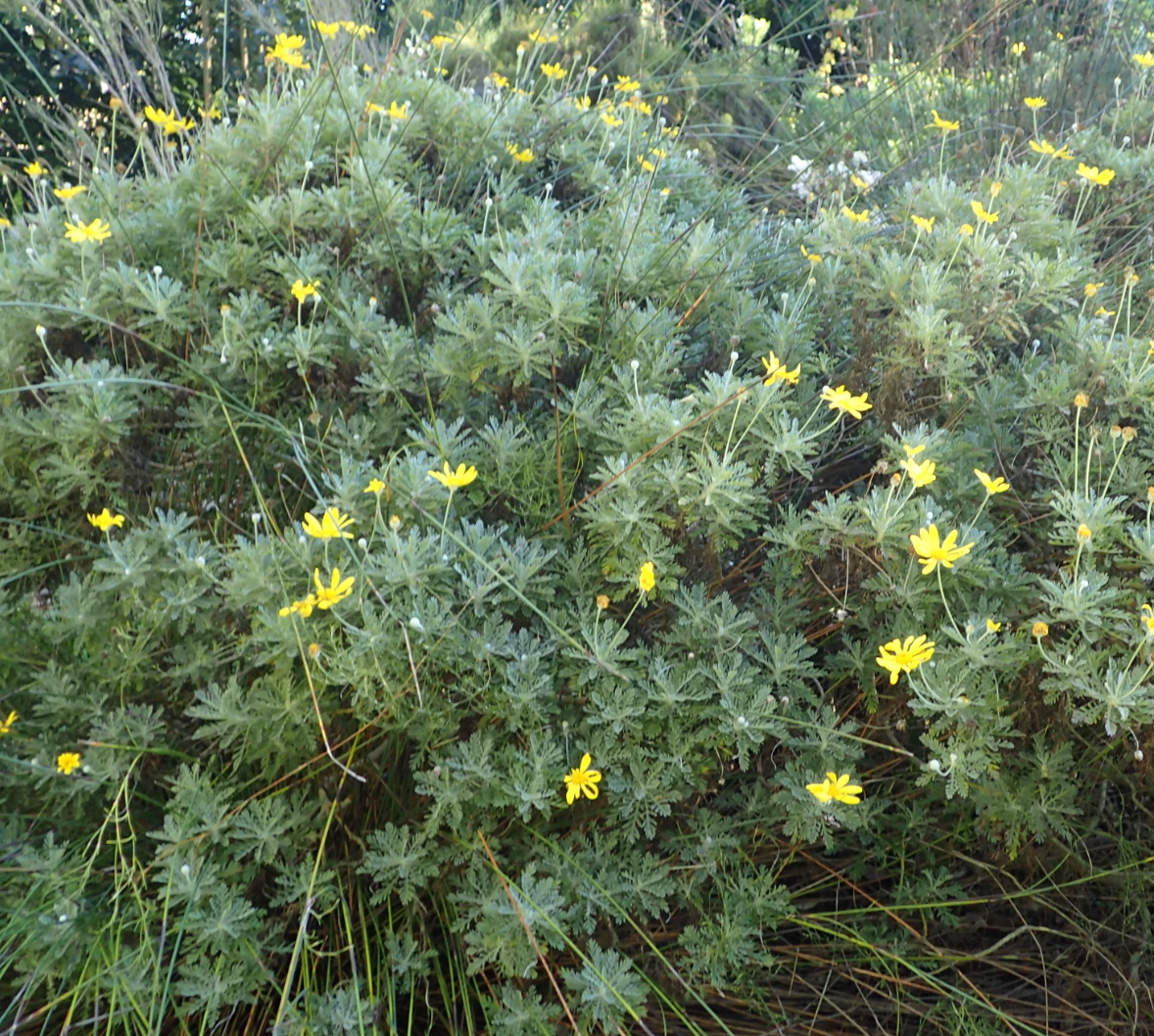 Euryops pectinatus