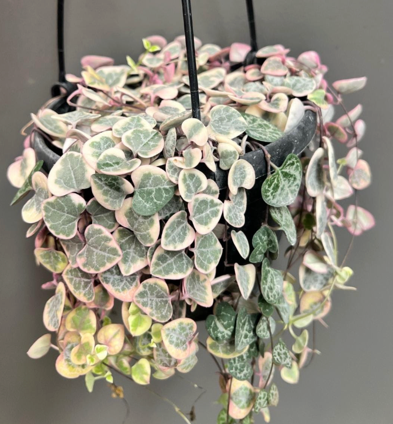Ceropegia woodii 'Variegata' (String of Hearts)