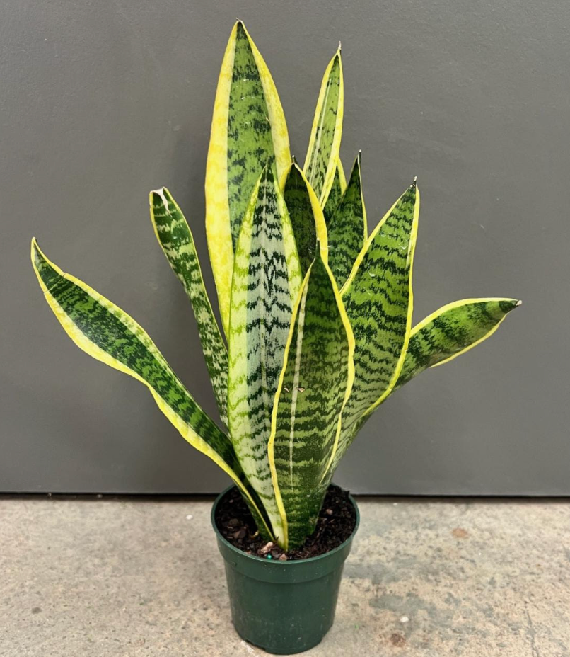 Sansevieria trifasciata 'Laurentii'