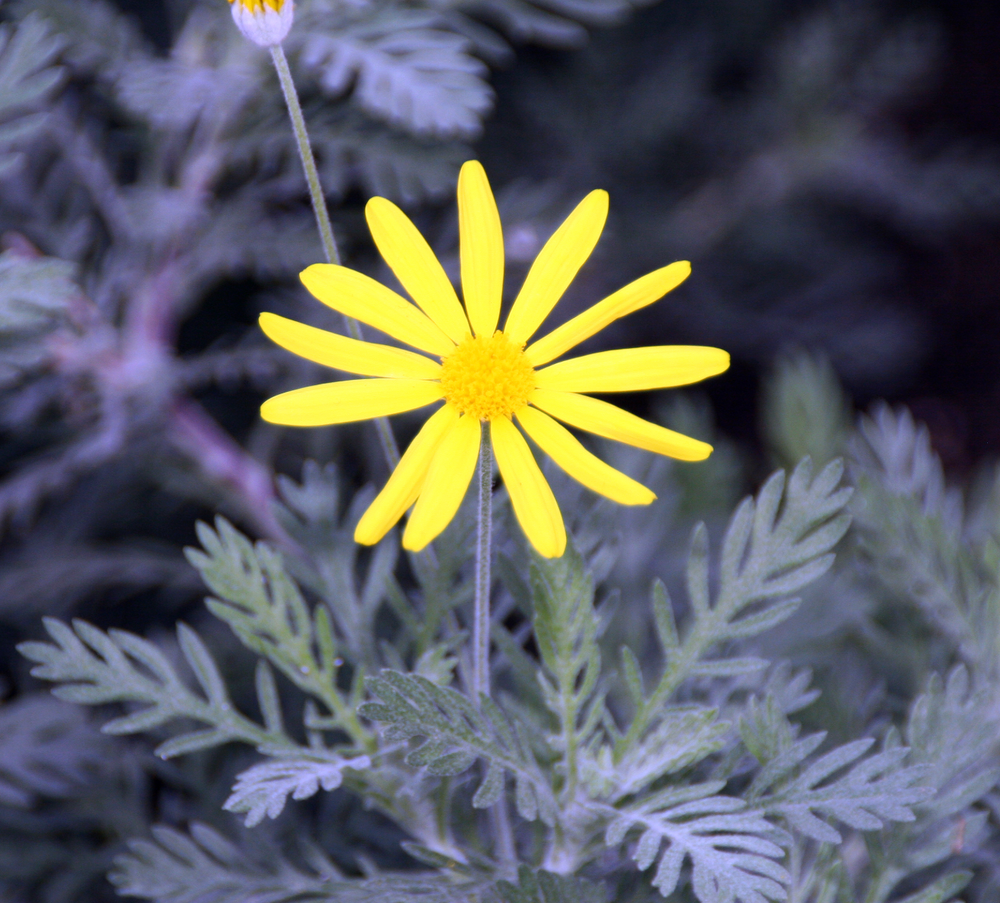 Euryops pectinatus