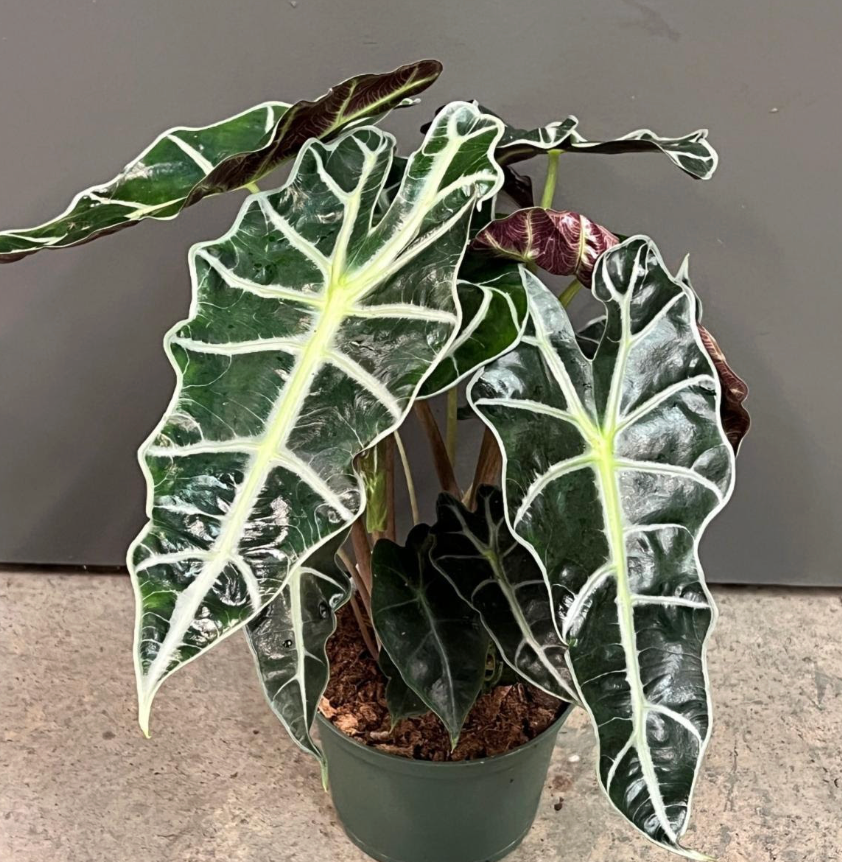Alocasia 'African Mask'