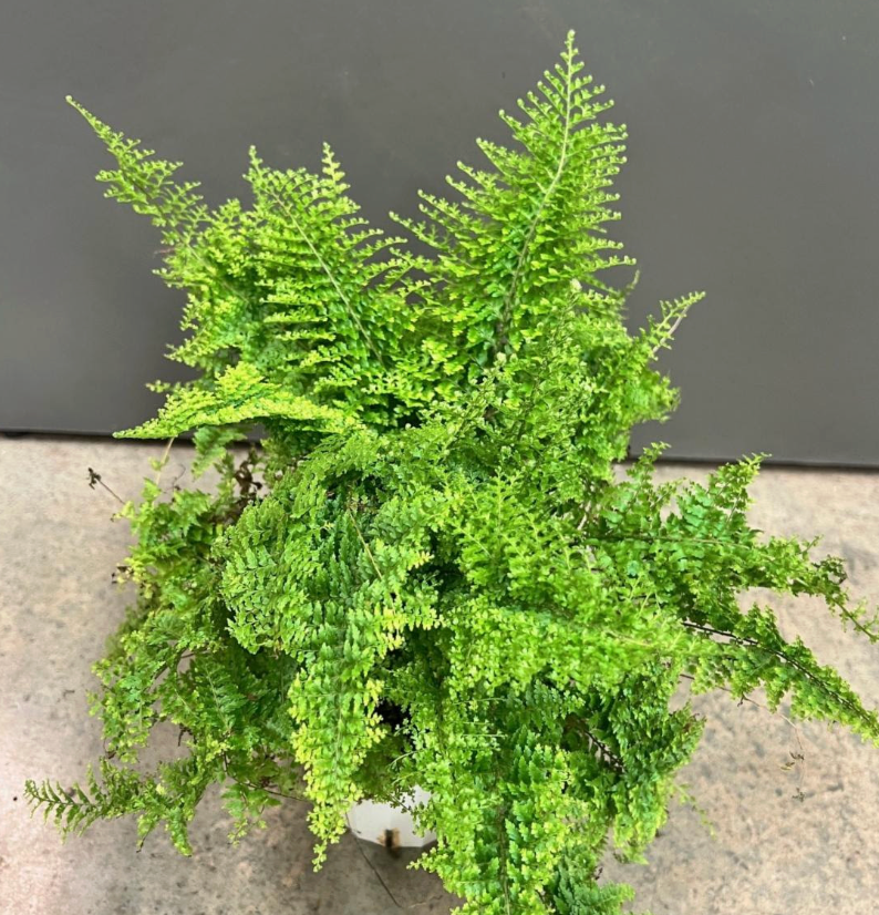 Nephrolepis exaltata 'Cotton Candy Fern'