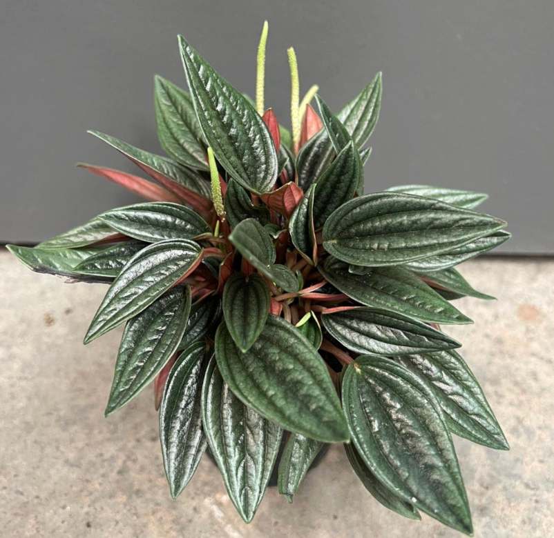 Peperomia 'Rosso'