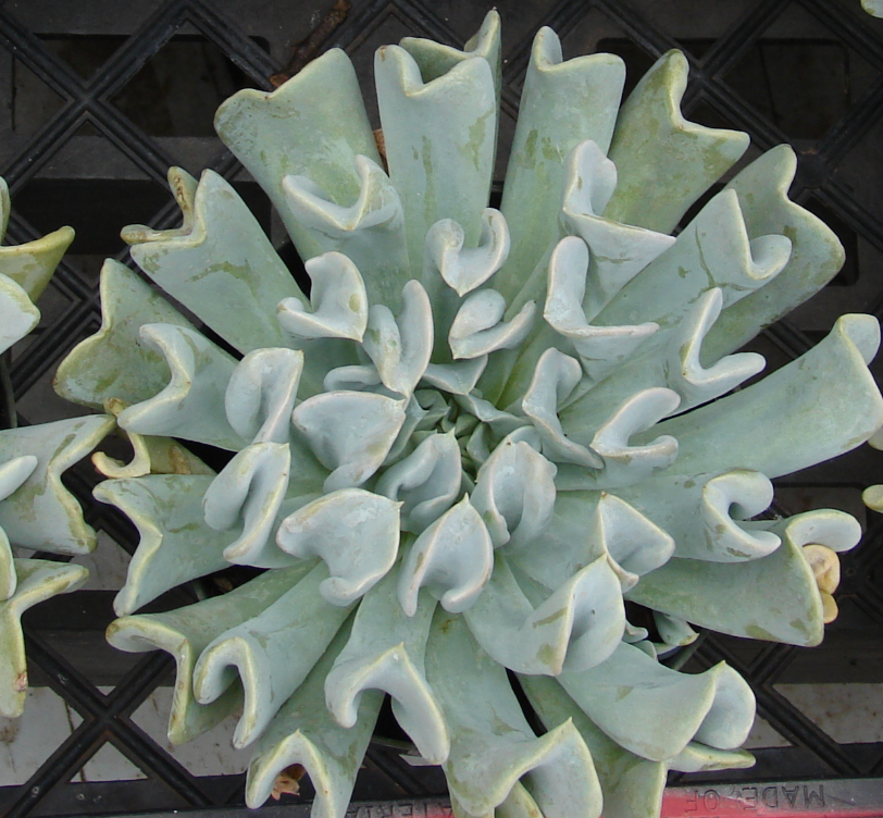 Echeveria runyonii 'Topsy Turvy'