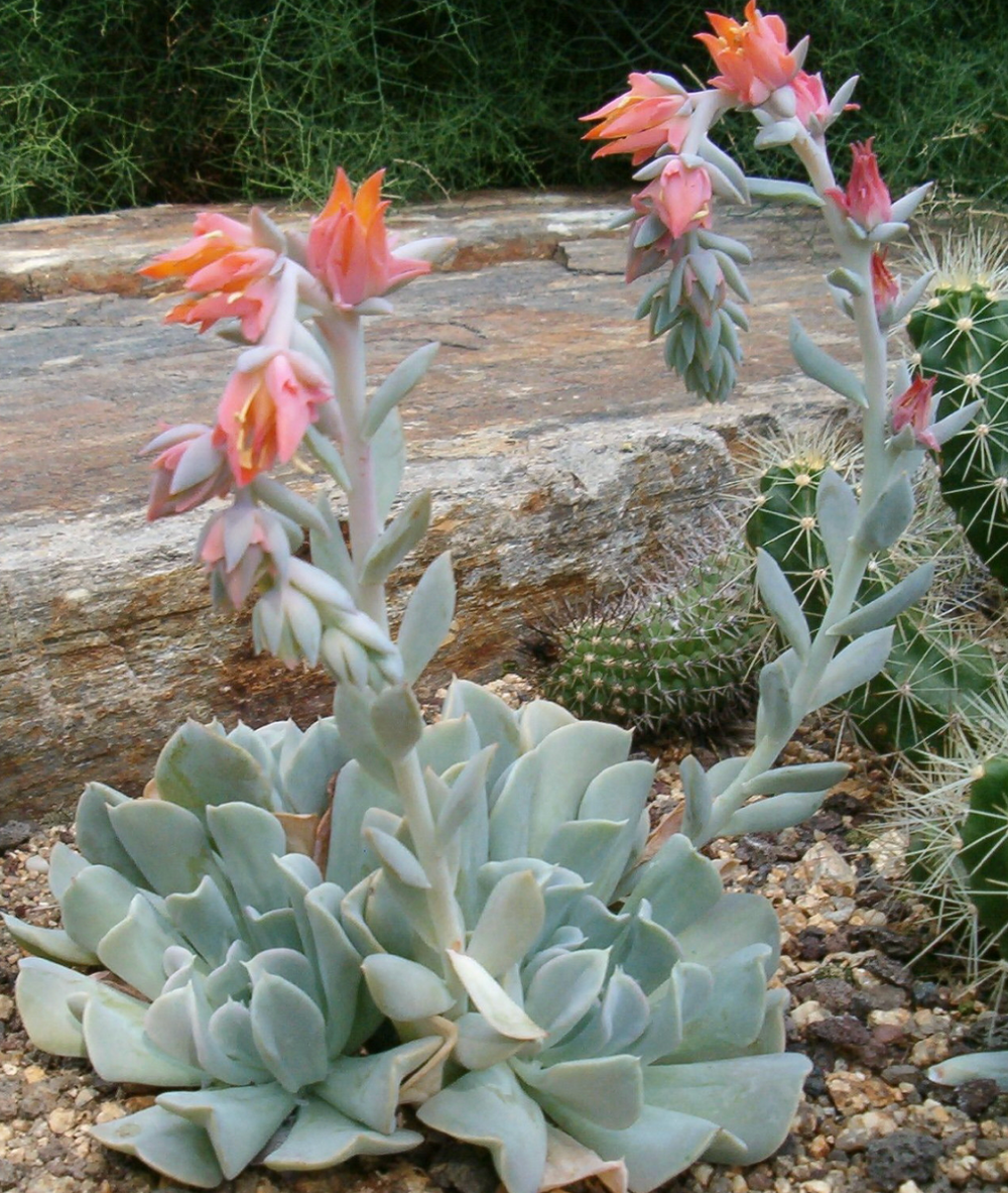 Echeveria runyonii 'Topsy Turvy'