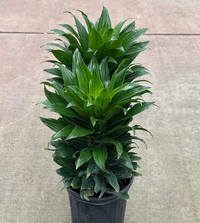 dracaena compacta common name Dracaena compacta – Heron's Head Nursery