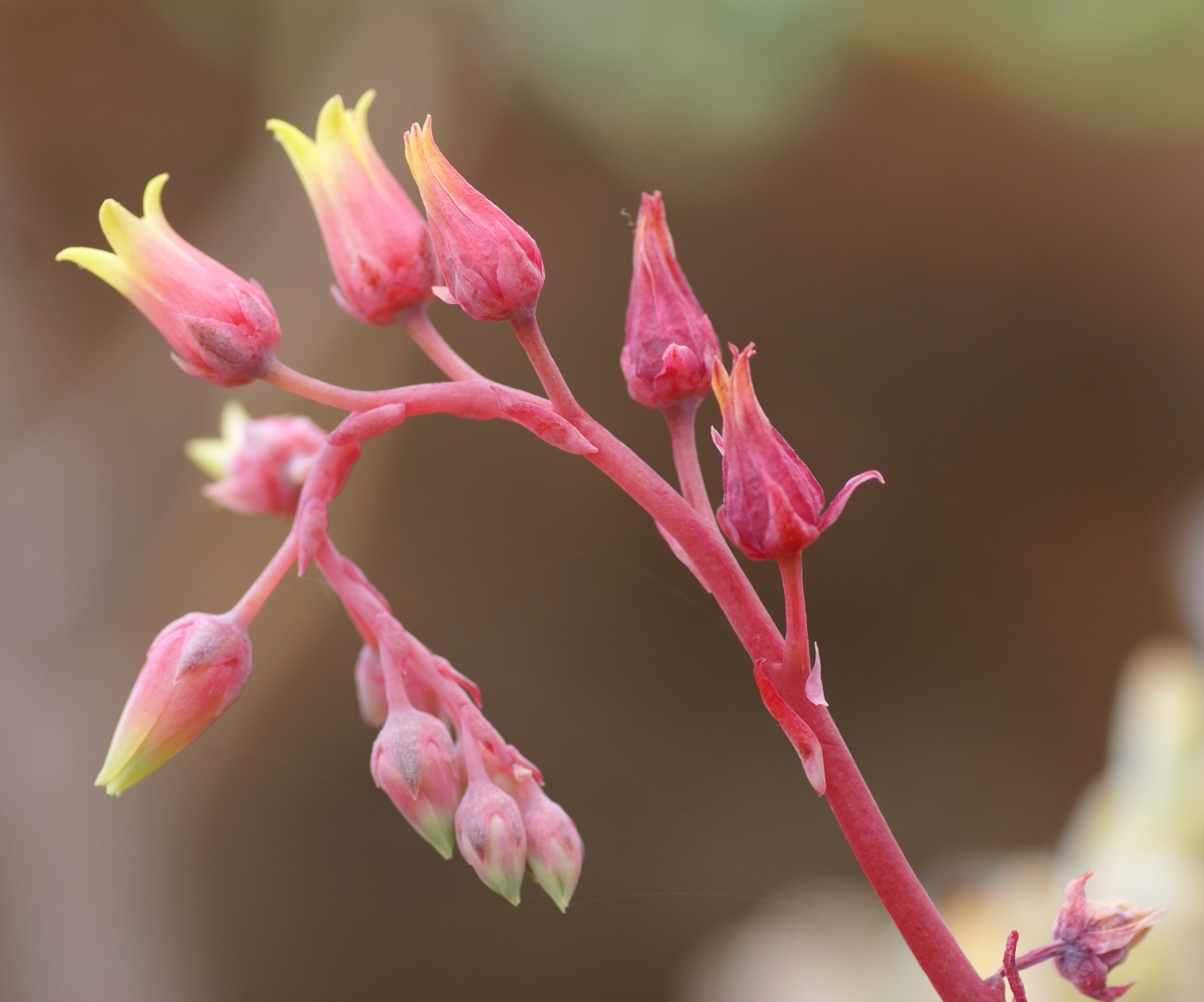 Echeveria agavoides