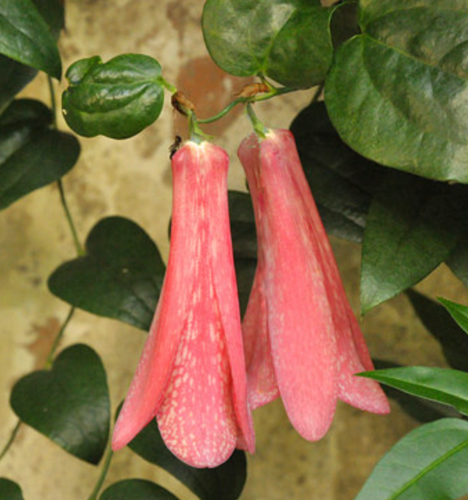 Correa 'Dusky Bells' (Carmine Bells)