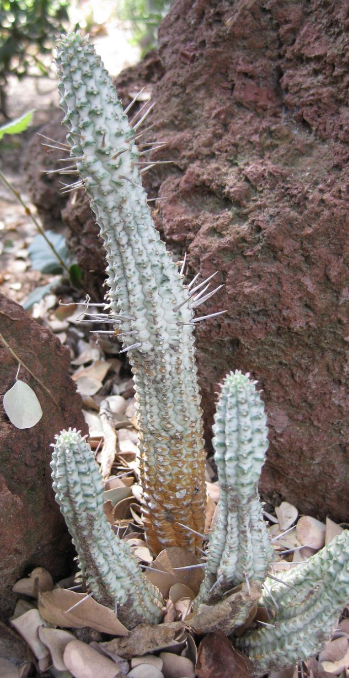 corn cob succulent Euphorbia mammillaris (Corn on Cob Cactus)) – Heron's Head Nursery