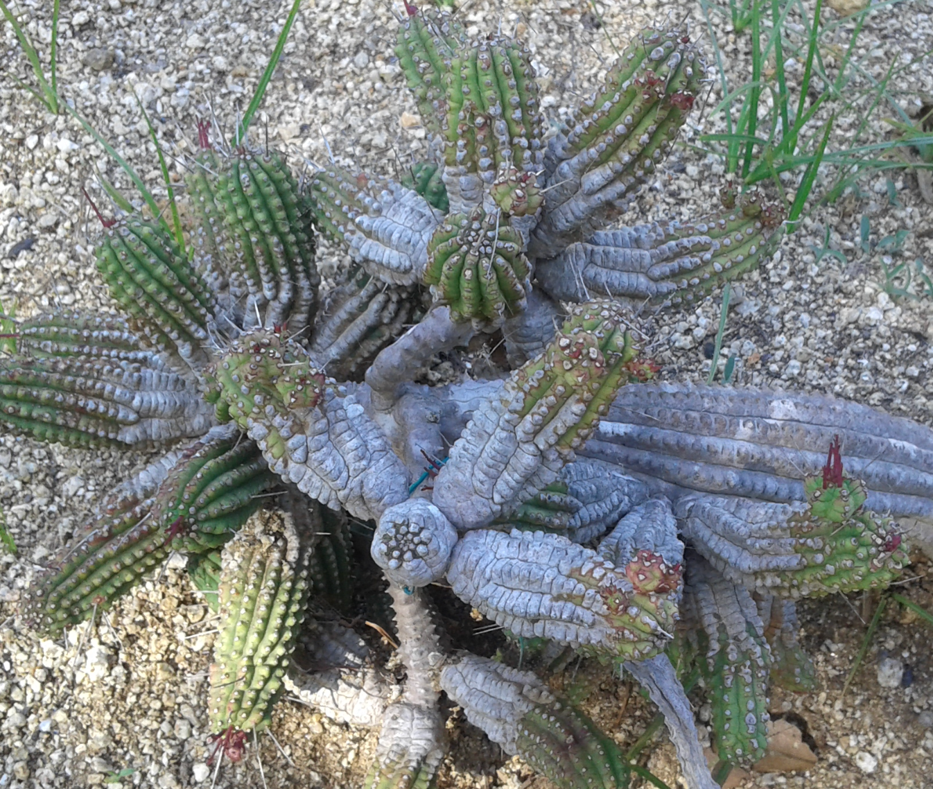 indian corn cob succulent Euphorbia mammillaris (Corn on Cob Cactus)) – Heron's Head Nursery