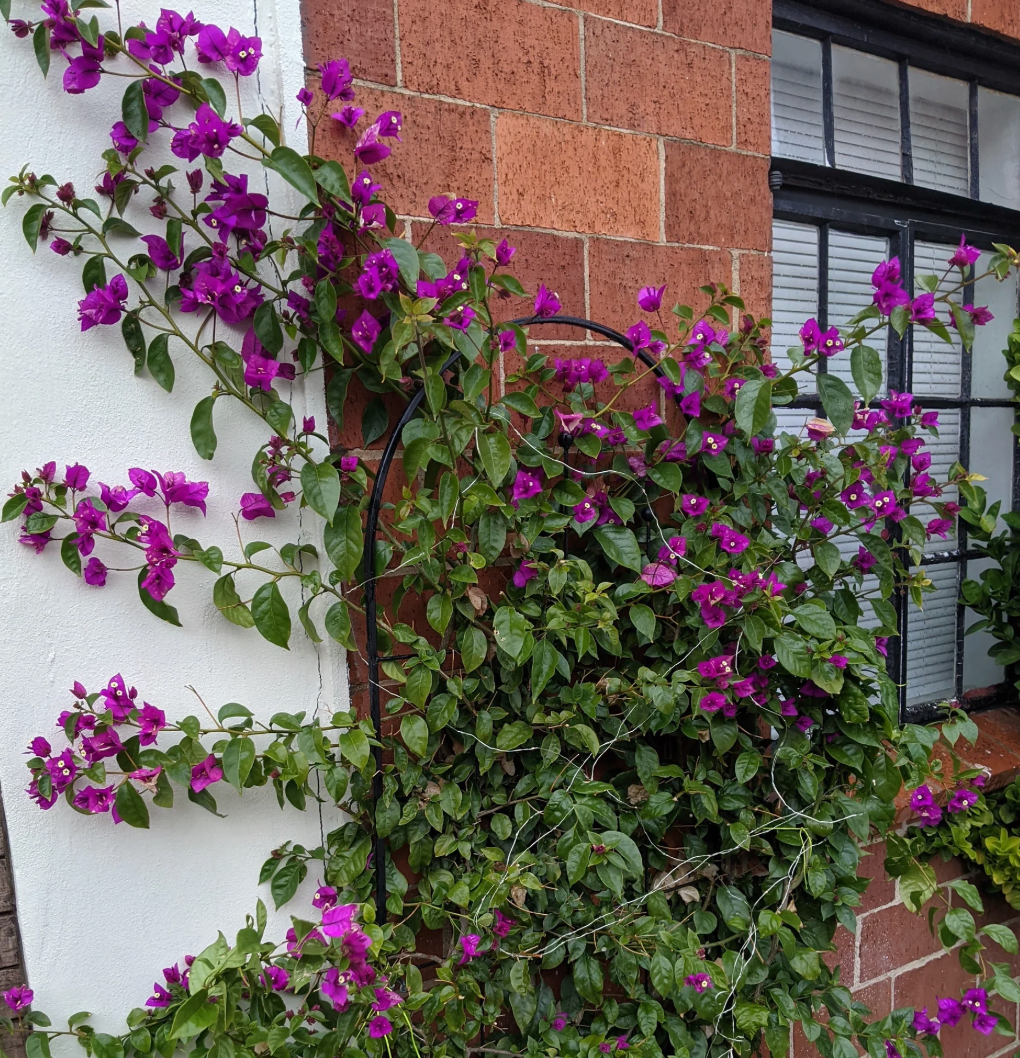 Bougainvillea 'Royal Purple'