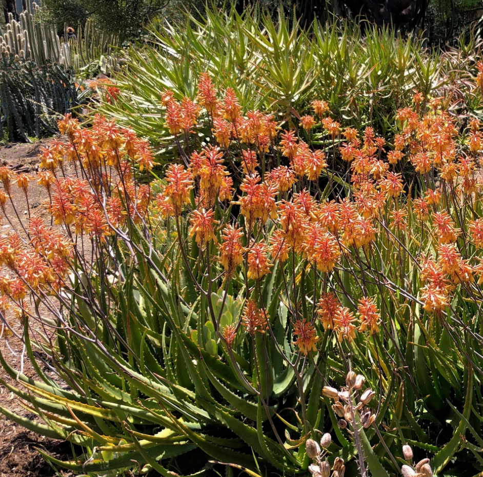 Aloe camperi