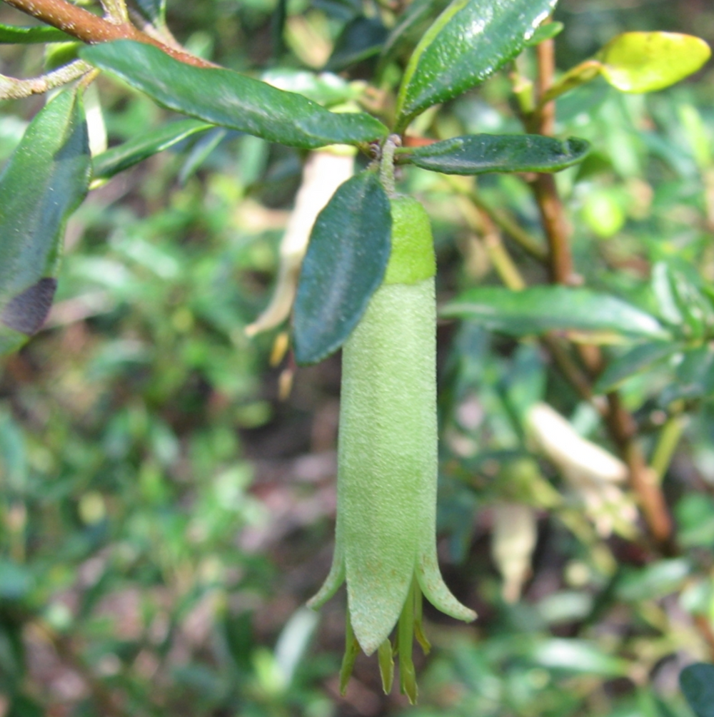 Correa glabra 'Coliban River'