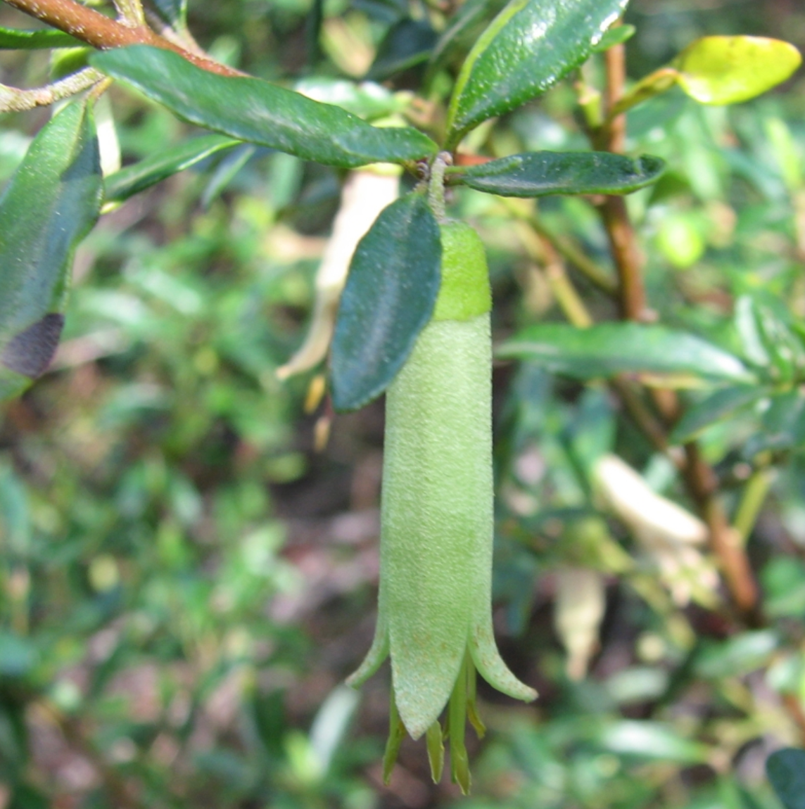 Correa glabra 'Coliban River'