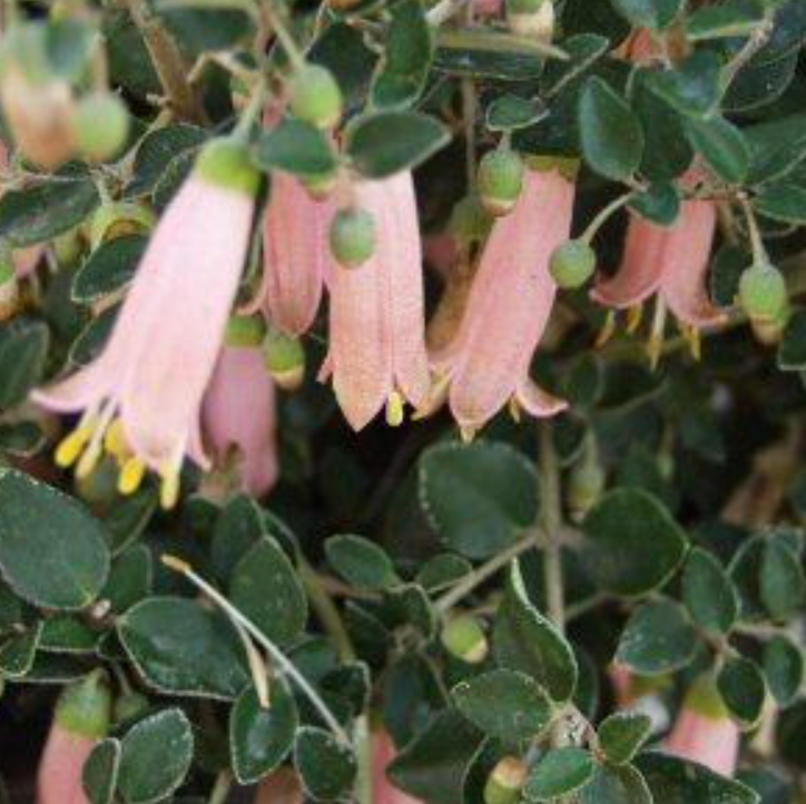 Correa pulchella 'Pink Eyre'