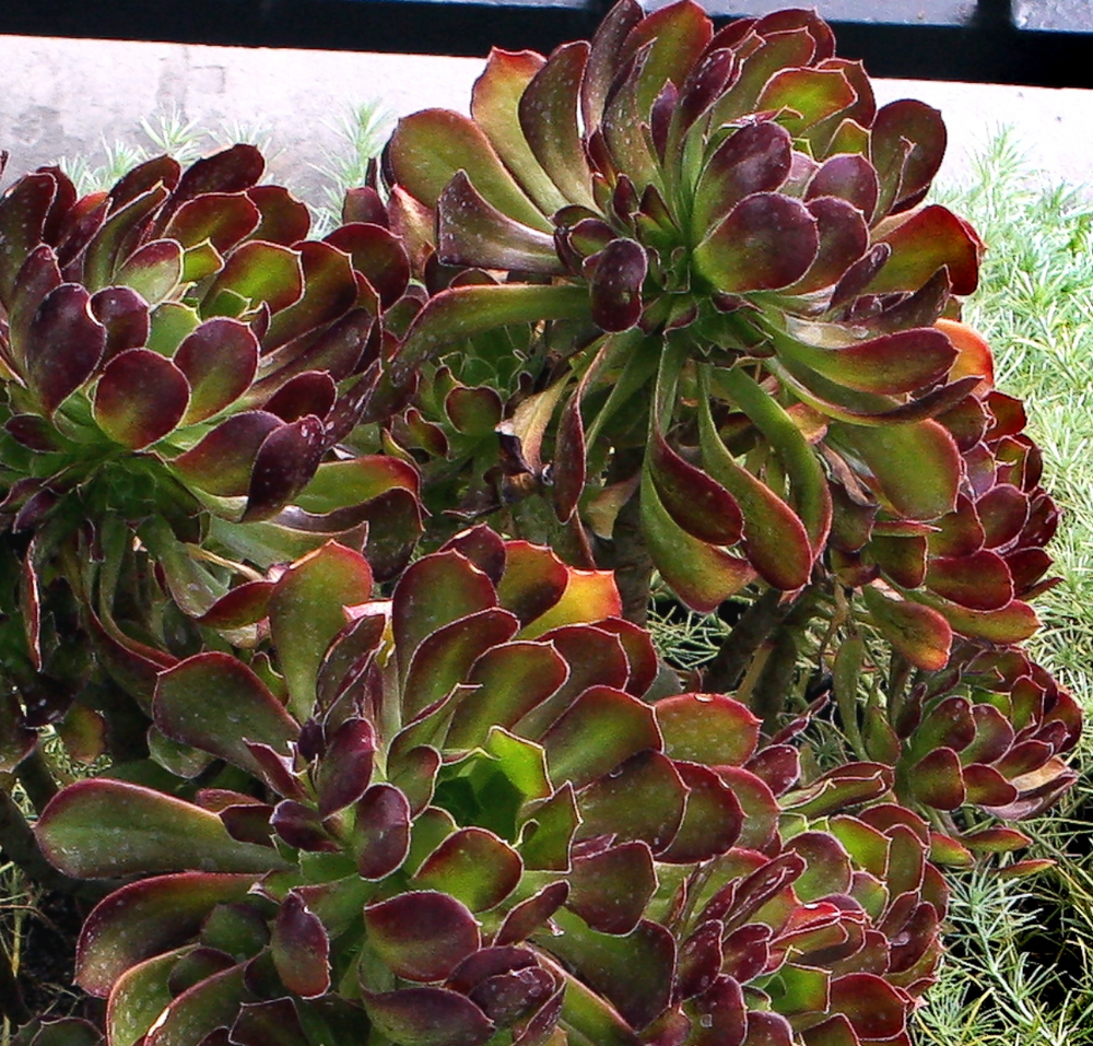 Aeonium arboreum 'Atropurpureum'