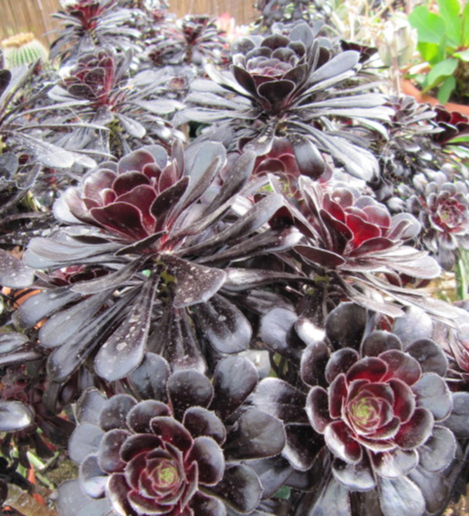 Aeonium arboreum 'Atropurpureum'