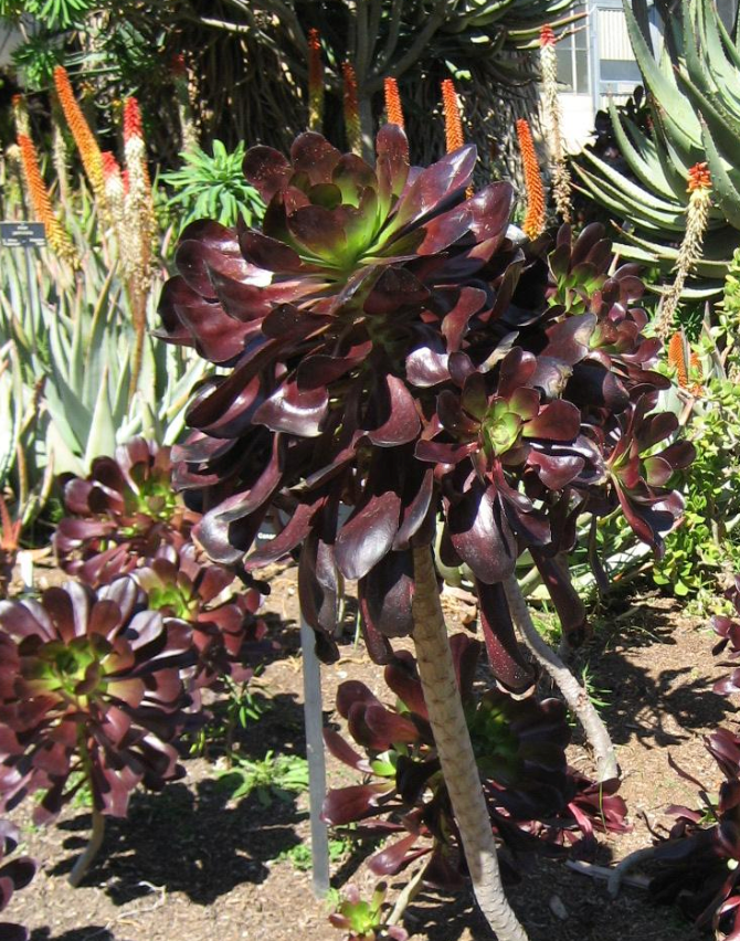 Aeonium 'Cyclops'