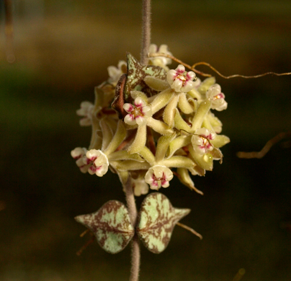Hoya curtisii