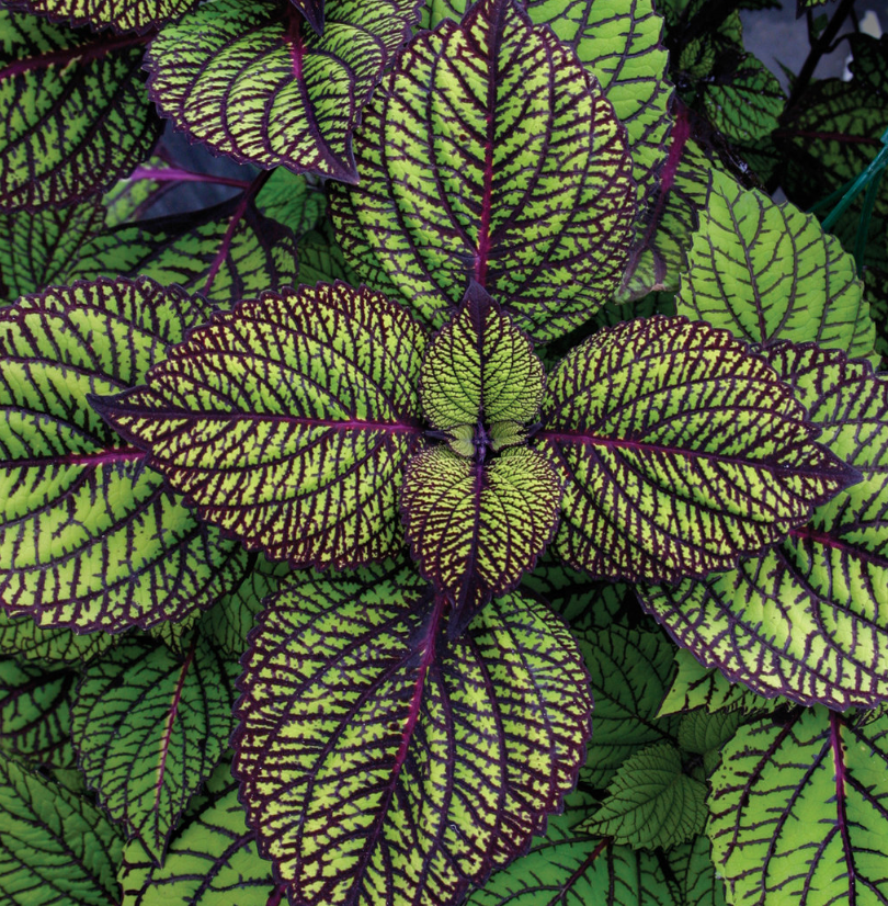 Coleus 'Fishnet Stockings'