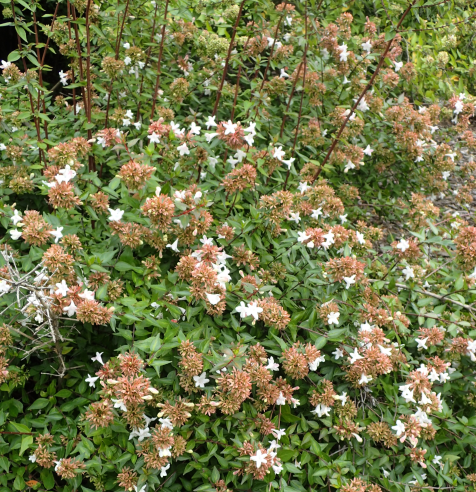 Abelia x grandiflora 'Sherwoodii'