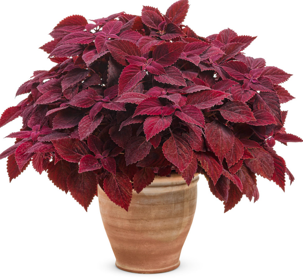 Coleus Colorblaze 'Rediculous'