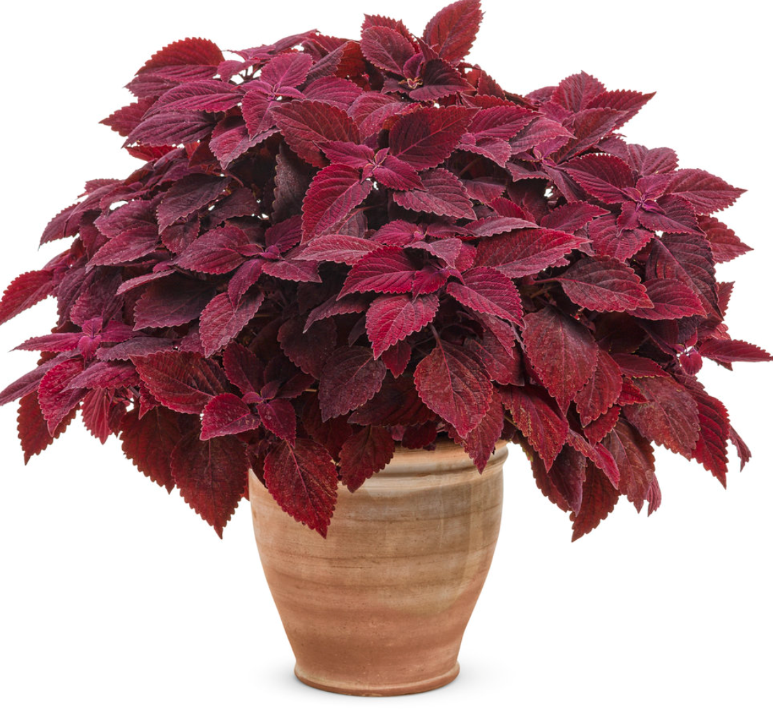 Coleus Colorblaze 'Rediculous'