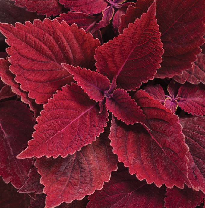 Coleus Colorblaze 'Rediculous'