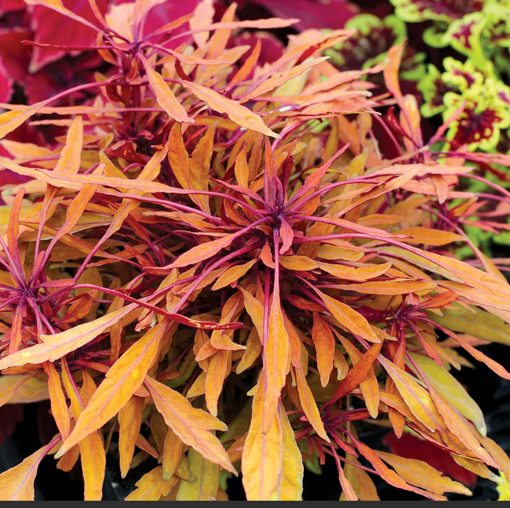 Coleus Party Time 'Fancy Feathers Copper'