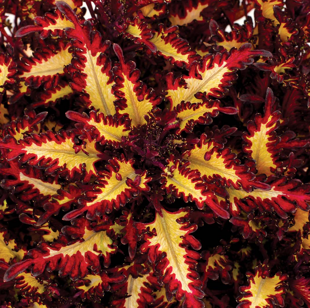Coleus Party Time 'Macaw'