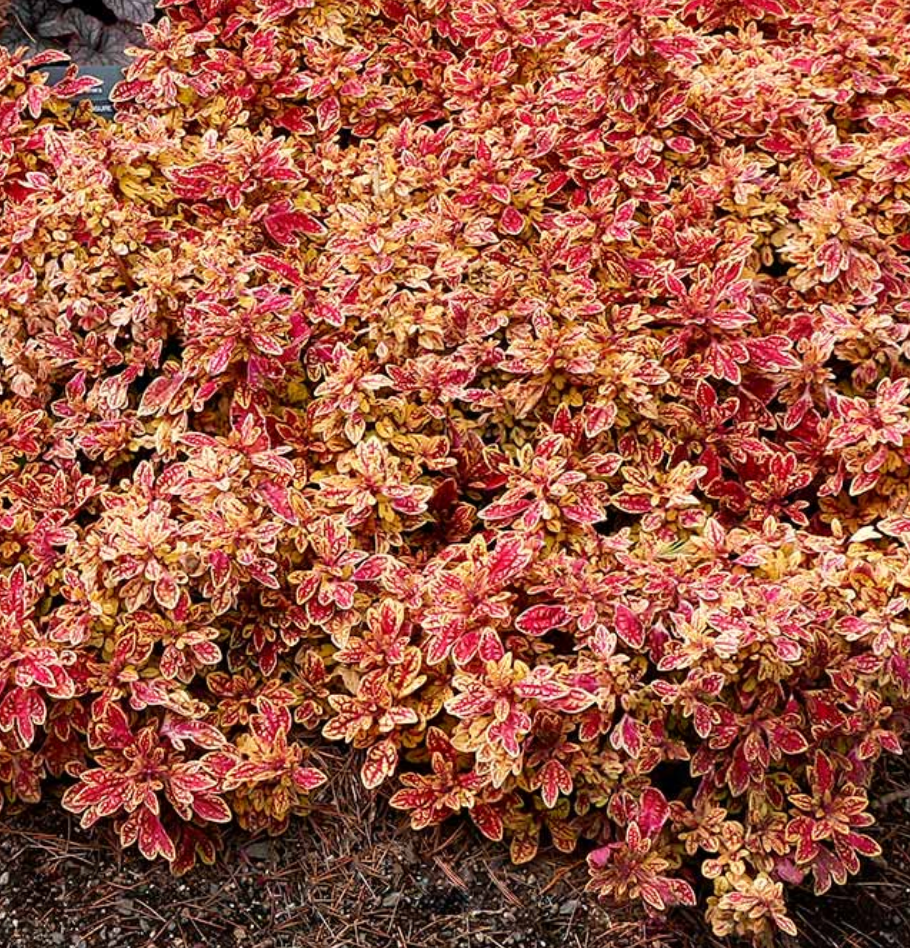 Coleus Terra Nova 'Marrakesh'