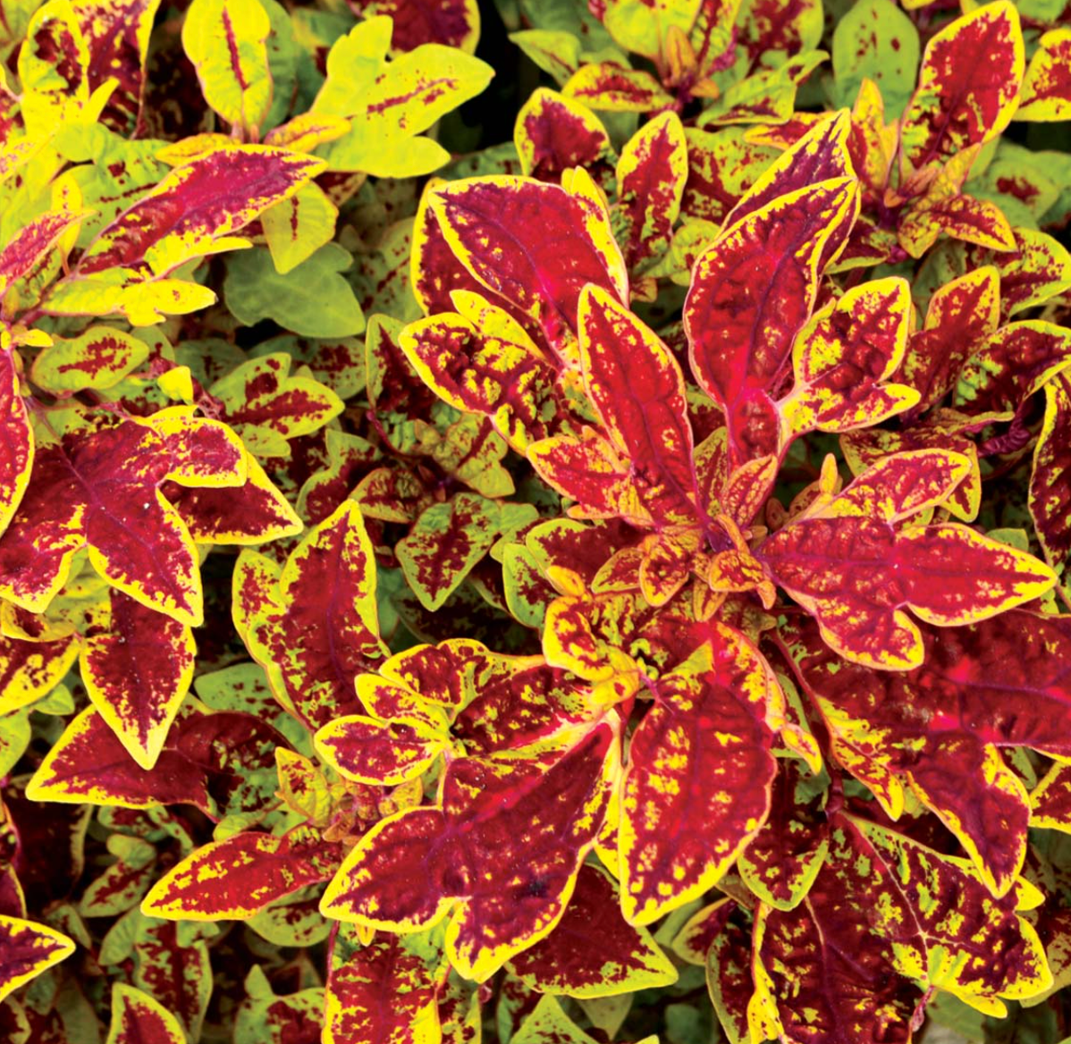 Coleus Terra Nova 'Marrakesh'