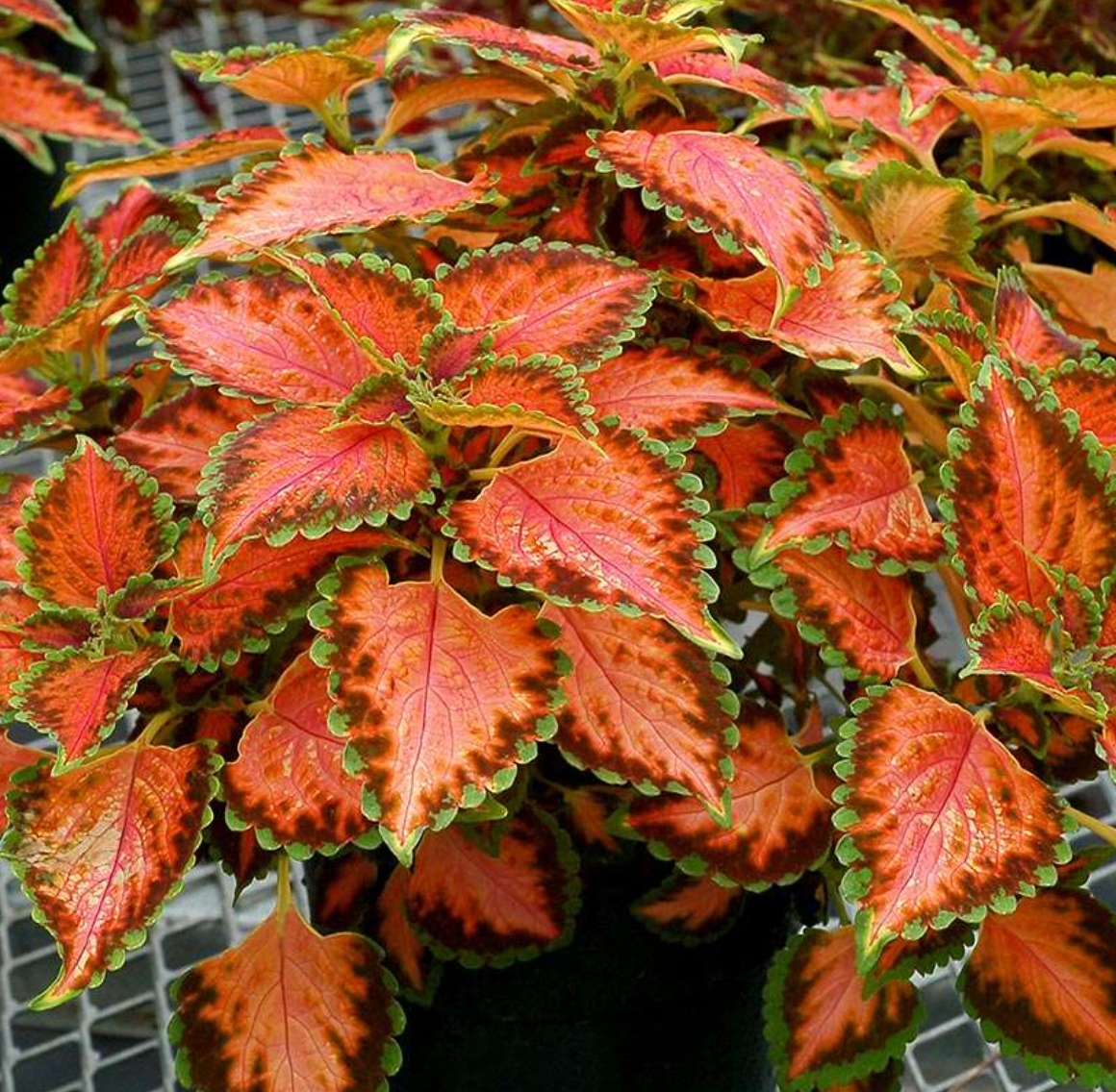 Coleus Terra Nova 'Peach Julep'