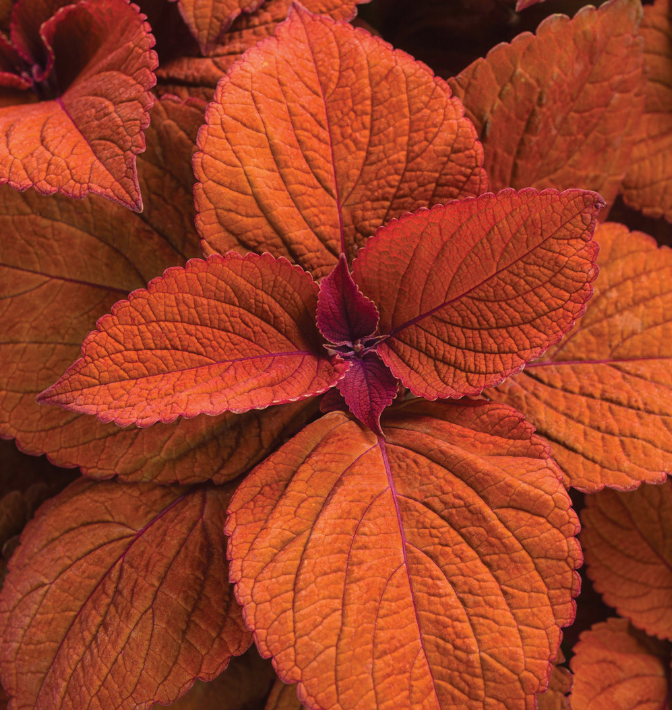 Coleus Colorblaze 'Sedona Sunset'
