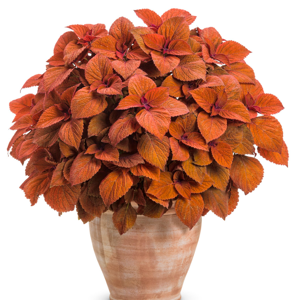Coleus Colorblaze 'Sedona Sunset'