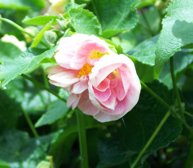 Abutilon 'Double Pink'