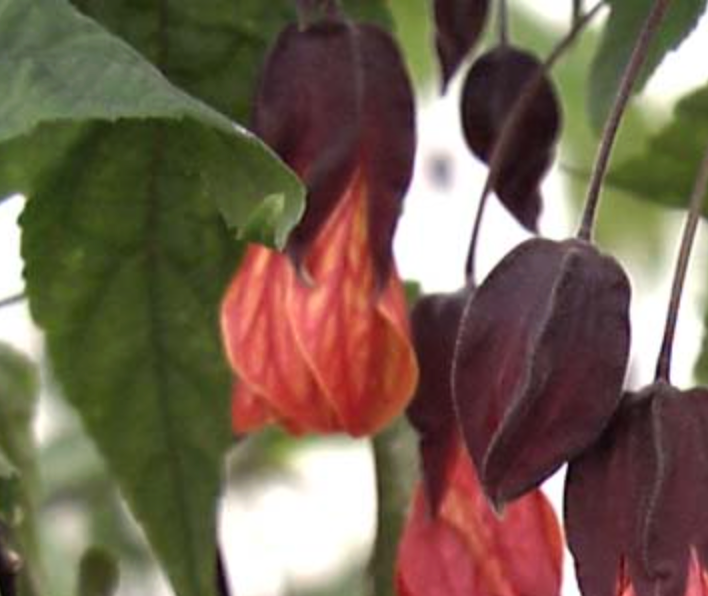 Abutilon 'Lil Red' (megapotamicum hyb.)
