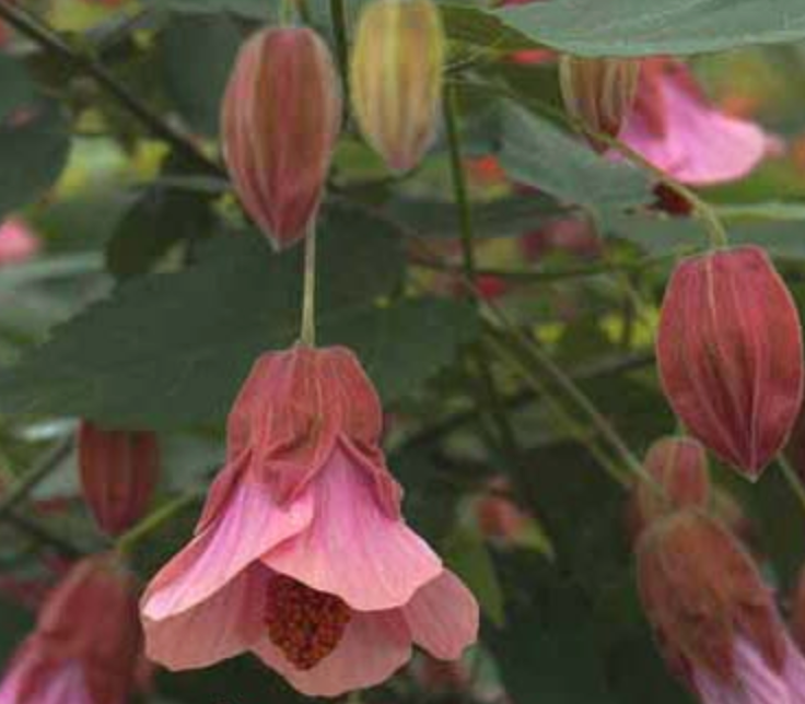 Abutilon 'Lil' Pink' (megapotamicum hybrid)
