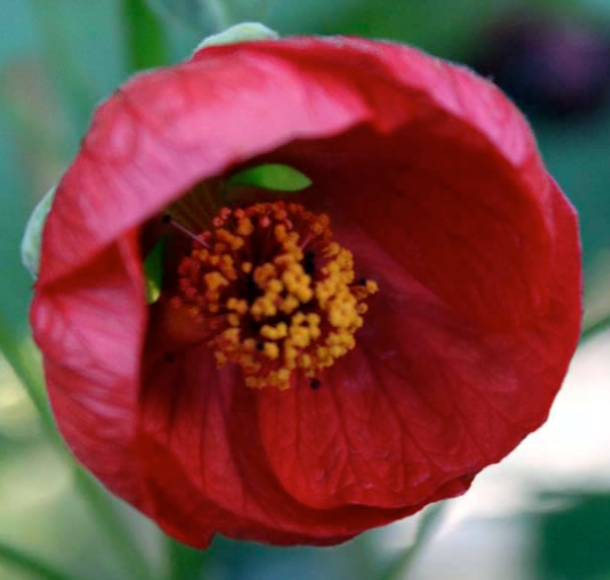 Abutilon 'Cardinal'