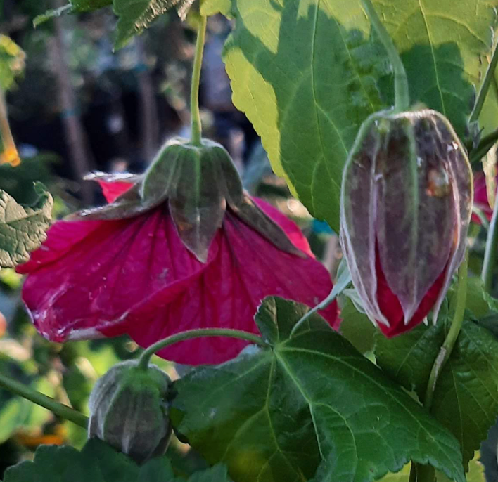 Abutilon 'Wild Rose Strain'